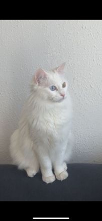 Türkische Angora Katze