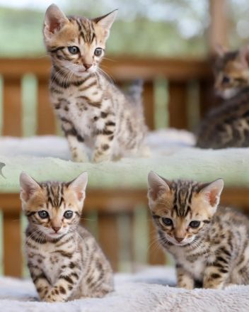 Exklusive zauberhafte Bengal Kitten Katzen Kätzchen mit Ahnentafel