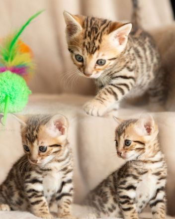 Exklusive zauberhafte Bengal Kitten Katzen Kätzchen mit Ahnentafel