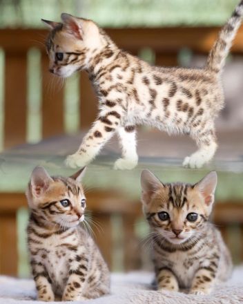 Exklusive zauberhafte Bengal Kitten Katzen Kätzchen mit Ahnentafel