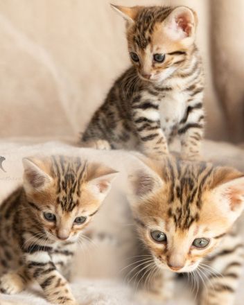 Exklusive zauberhafte Bengal Kitten Katzen Kätzchen mit Ahnentafel
