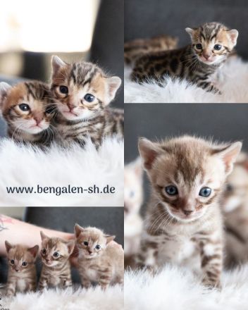 Exklusive zauberhafte Bengal Kitten Katzen Kätzchen mit Ahnentafel