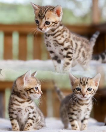 Exklusive zauberhafte Bengal Kitten Katzen Kätzchen mit Ahnentafel