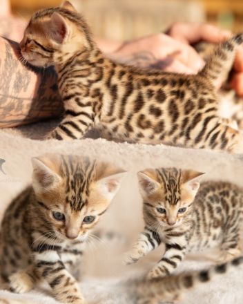 Exklusive zauberhafte Bengal Kitten Katzen Kätzchen mit Ahnentafel