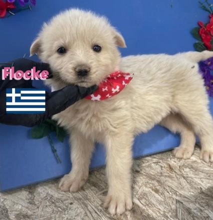 Flocke, Frieda, Flora, Felix, Flori, Floyd, Finn und Falko, 02/25-Unsere F-Welpen suchen ein Zuhause