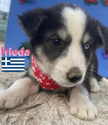 Flocke, Frieda, Flora, Felix, Flori, Floyd, Finn und Falko, 02/25-Unsere F-Welpen suchen ein Zuhause