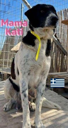 Flocke, Frieda, Flora, Felix, Flori, Floyd, Finn und Falko, 02/25-Unsere F-Welpen suchen ein Zuhause