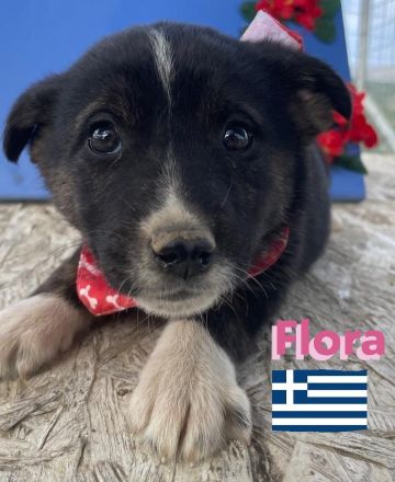 Flocke, Frieda, Flora, Felix, Flori, Floyd, Finn und Falko, 02/25-Unsere F-Welpen suchen ein Zuhause