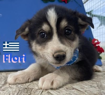 Flocke, Frieda, Flora, Felix, Flori, Floyd, Finn und Falko, 02/25-Unsere F-Welpen suchen ein Zuhause