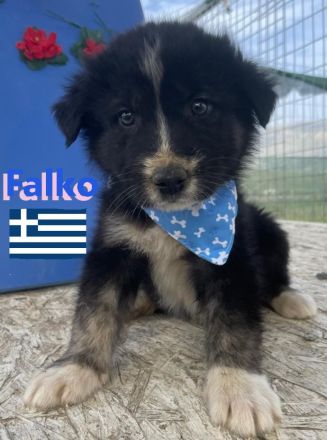 Flocke, Frieda, Flora, Felix, Flori, Floyd, Finn und Falko, 02/25-Unsere F-Welpen suchen ein Zuhause