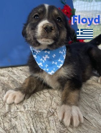 Flocke, Frieda, Flora, Felix, Flori, Floyd, Finn und Falko, 02/25-Unsere F-Welpen suchen ein Zuhause