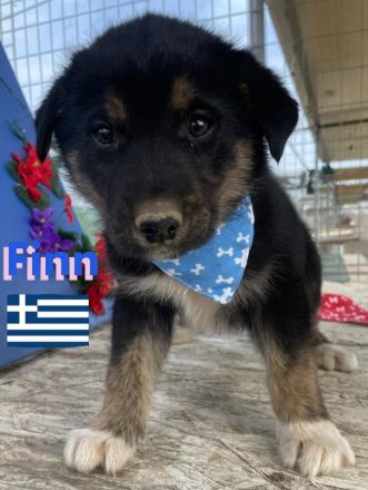 Flocke, Frieda, Flora, Felix, Flori, Floyd, Finn und Falko, 02/25-Unsere F-Welpen suchen ein Zuhause