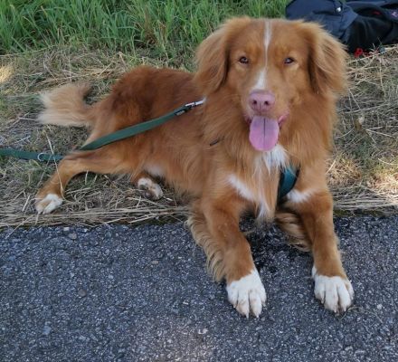 NOVA SCOTIA DUCK TOLLING RETRIEVER