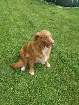 NOVA SCOTIA DUCK TOLLING RETRIEVER
