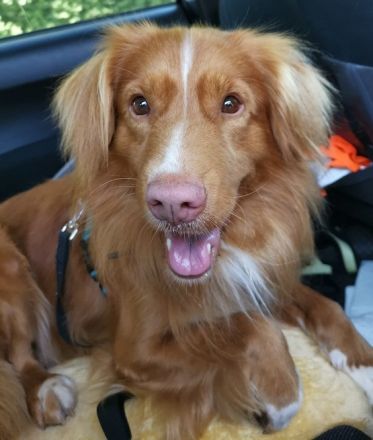 NOVA SCOTIA DUCK TOLLING RETRIEVER