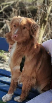 NOVA SCOTIA DUCK TOLLING RETRIEVER