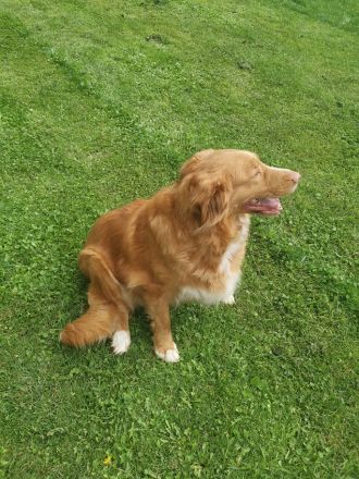 NOVA SCOTIA DUCK TOLLING RETRIEVER