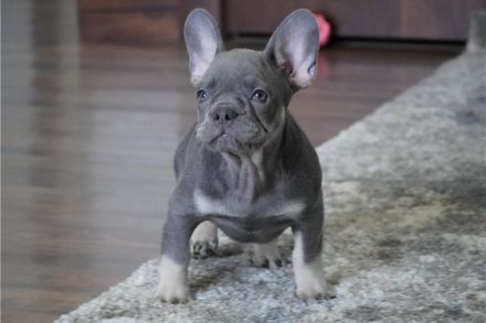 Französische Bulldoggenwelpen suchen ein goldenes Körbchen