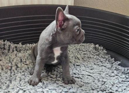 Französische Bulldoggenwelpen suchen ein goldenes Körbchen