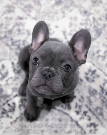 Französische Bulldoggenwelpen suchen ein goldenes Körbchen