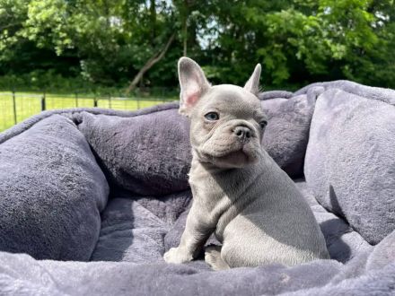 Französische Bulldoggenwelpen suchen ein goldenes Körbchen