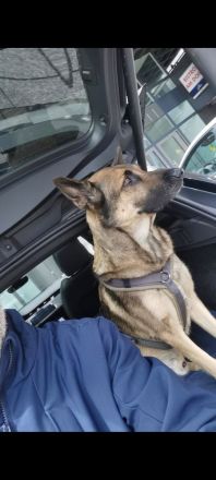 Ich suche nach einer Hündin für meinen Schäferhund.