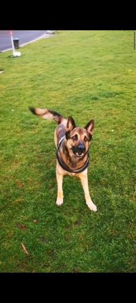 Ich suche nach einer Hündin für meinen Schäferhund.