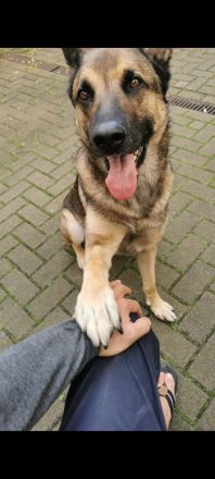 Ich suche nach einer Hündin für meinen Schäferhund.