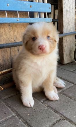 Traumhafte Australian Shepherdwelpen  suchen ab Mitte Mai ihre Lebensstellung