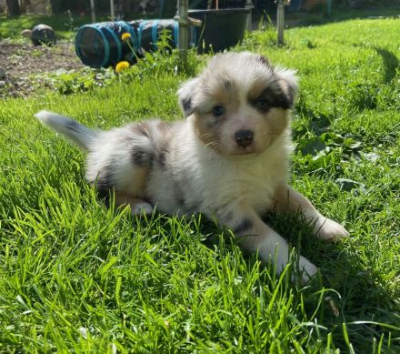 Traumhafte Australian Shepherdwelpen  suchen ab Mitte Mai ihre Lebensstellung