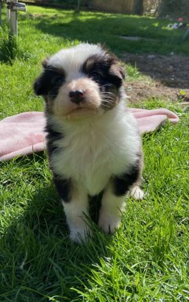 Traumhafte Australian Shepherdwelpen  suchen ab Mitte Mai ihre Lebensstellung