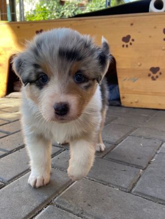 Traumhafte Australian Shepherdwelpen  suchen ab Mitte Mai ihre Lebensstellung