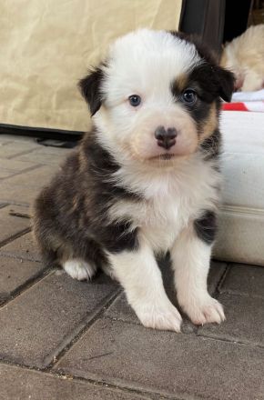 Traumhafte Australian Shepherdwelpen  suchen ab Mitte Mai ihre Lebensstellung