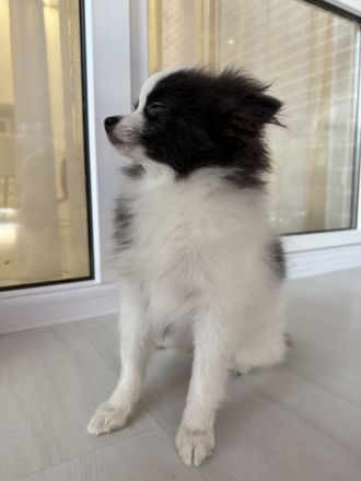 Deutsche Spitz (Welpe)