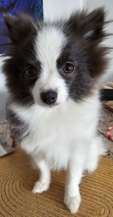 Deutsche Spitz (Welpe)