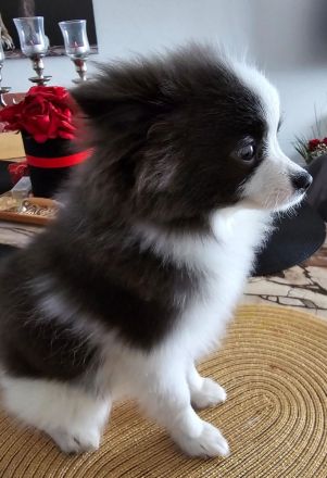 Deutsche Spitz (Welpe)