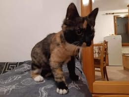 UGLESH & UGLESHA ❤ EILIG!