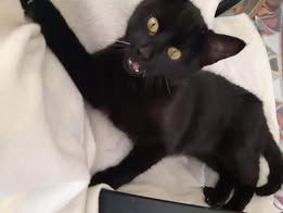 UGLESH & UGLESHA ❤ EILIG!