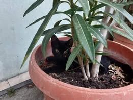 UGLESH & UGLESHA ❤ EILIG!