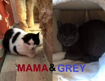 MAMA & GREY ❤