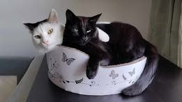 KARACHI und DUMBY ❤️