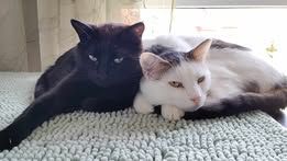 KARACHI und DUMBY ❤️