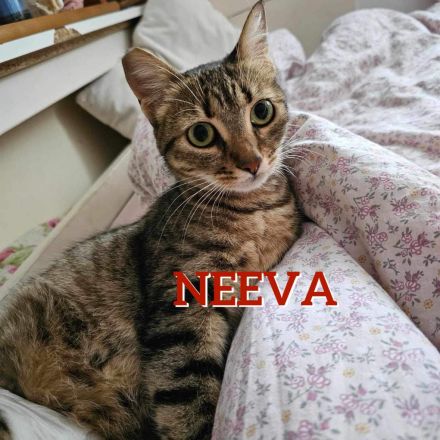 NEEVA ❤