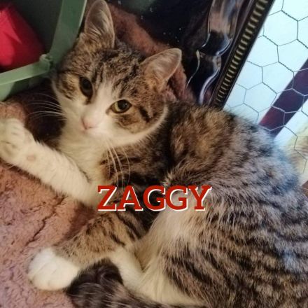 ZAGGY ❤️