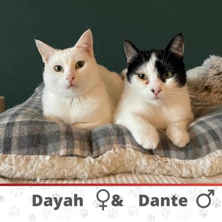 DAYAH & DANTE ❤