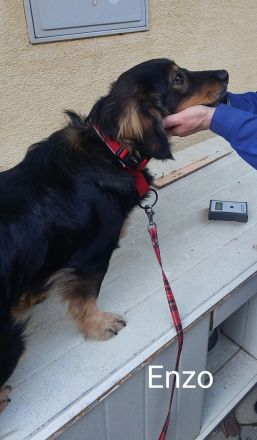 Lorenzo, als Welpe so süß, jetzt chancenlos?