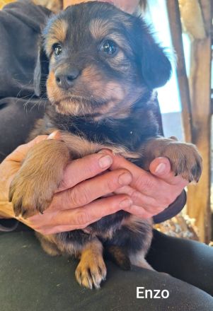 Lorenzo, als Welpe so süß, jetzt chancenlos?