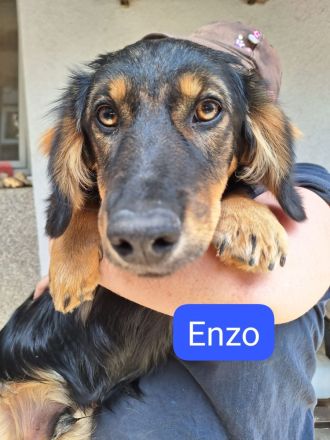 Lorenzo, als Welpe so süß, jetzt chancenlos?