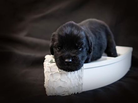 Newfundland Welpen wurden in der Liberis et Fortis Zuchtstätte geboren! 🐾