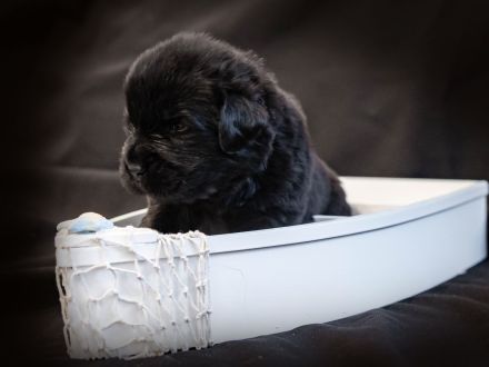 Newfundland Welpen wurden in der Liberis et Fortis Zuchtstätte geboren! 🐾